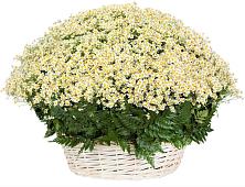 Цветочная композиция из Ромашки в корзине #REPLACE_PRED# Сельхозтехнике